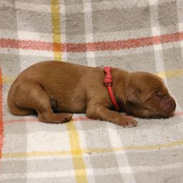 Howdy - Dark golden female Golden Retriever puppy in New Weston, Ohio from Bertke AKC Golden Retrievers and Bernese Mountain Dogs