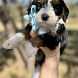 Bernedoodle Puppies from Sweet Pea Bernedoodles
