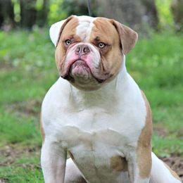 Triton - American Bulldog