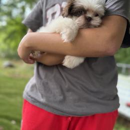 Mal-Shi, Maltese, Maltipoo, Poodle, and Shih Tzu Puppies from Joy-Fur Puppies