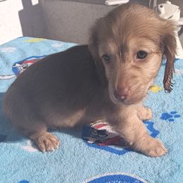 Dachshund Puppies from Nikas Baby Beanz LH Dachshunds