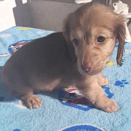 Dachshund Puppies from Nikas Baby Beanz LH Dachshunds