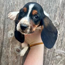 Ben - Black tan and white male Basset Hound puppy in Clinton, Tennessee from High Hopes Hounds