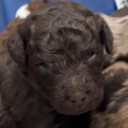 Rex - Brown male Bernedoodle puppy in Williston, Florida from Tera Caldwell