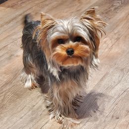 Vita - Yorkshire Terrier