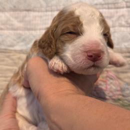 Hank (Williams) - Parti male Goldendoodle puppy in Eagleville, Tennessee from Nash Doodles