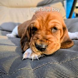 Light blue boy - Mahogany and white male Basset Hound puppy in Converse, Louisiana from Walkers Catuna Bassett Hounds