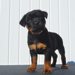 Girl 2 - Black and mahogany female Rottweiler puppy in Ethel, Washington from Titanenheim Rottweilers