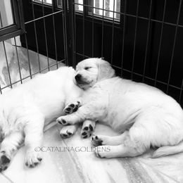 Golden Retriever Puppies from “Catalina Goldens” European Pedigree Companions