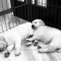 Golden Retriever Puppies from “Catalina Goldens” European Pedigree Companions