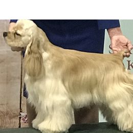 Cocker Spaniels from Shasta View Cockers