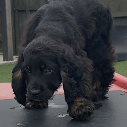 Catahoula Leopard Dog and Cocker Spaniel Puppies from Rich Cat’s