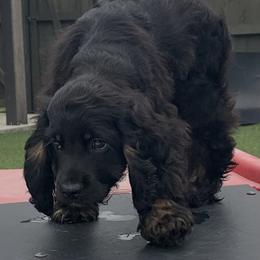 Catahoula Leopard Dog and Cocker Spaniel Puppies from Rich Cat’s