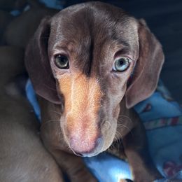 Dachshunds from Mama Mabel’s Stable