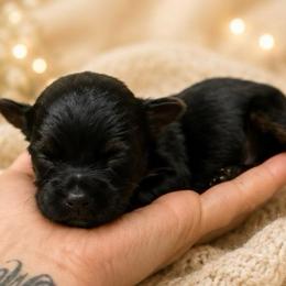 Blue Boy - Black and tan male Yorkshire Terrier puppy in Cornelia, Georgia from Kruz Kennels