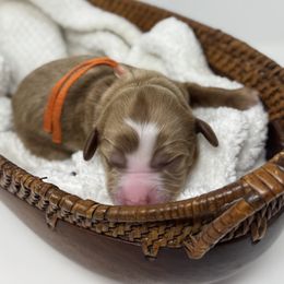 Fluffy - Apricot male Australian Labradoodle puppy in Citrus Heights, California from Elite Blend Labradoodles