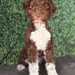 Rupee - Brown female Lagotto Romagnolo puppy in Micanopy, Florida from Fortuna Farms