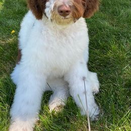Bernedoodle and Goldendoodle All Grown Up from A.N.A. Doodles