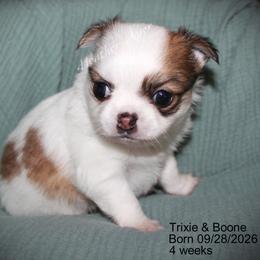 SOW boy - Sable spotted white male Chihuahua puppy in Livermore, Kentucky from Warfenburg