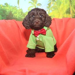 Cockapoo Puppies from JP Cockapoos LLC