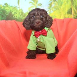 Cockapoo Puppies from JP Cockapoos LLC