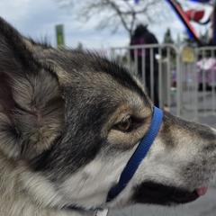 Native American Indian Dogs from Paw Wow Medicine Dogs