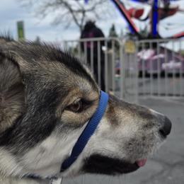 Native American Indian Dogs from Paw Wow Medicine Dogs