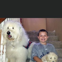 Bernedoodle, Goldendoodle, and Aussiedoodle All Grown Up from Arizona Goldendoodles