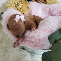 Goldendoodle and Poodle Puppies from The Doodle Patch