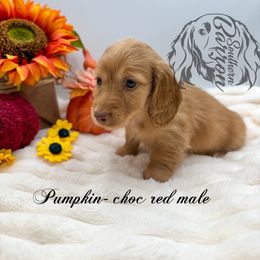 Pumpkin - Chocolate male Dachshund puppy in Prairieville, Louisiana from Southern Barron Danes & Dachshunds