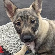 Swedish Vallhunds from KleinHaus Swedish Vallhunds