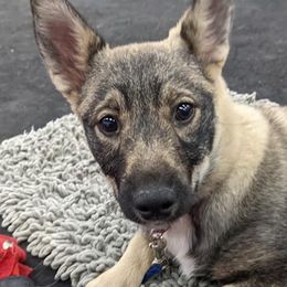 Swedish Vallhunds from KleinHaus Swedish Vallhunds