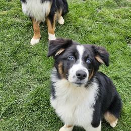Australian Shepherd Puppies from Gypsy River Aussies