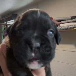 Carrie - Brindle female Boxer puppy in Taft, Tennessee from Hillbillie Boxers