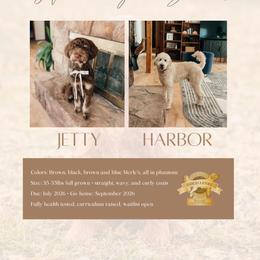 Goldendoodle puppies from Bows & Ties Doodles