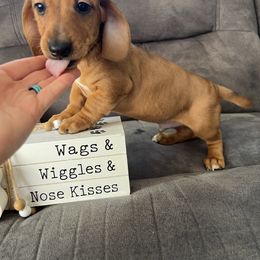 Buddy - Dapple male Dachshund puppy in Stuart, Iowa from Johnson Family Corgis and more