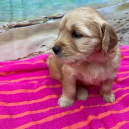 Girl 2 - Goldendoodle puppy from Double T Farms