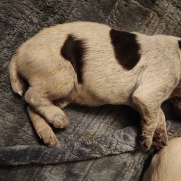 Boy 3 - Liver and white German Wirehaired Pointer puppy in Wellston, Ohio from Blue Line GWPs