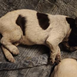 Boy 3 - Liver and white German Wirehaired Pointer puppy in Wellston, Ohio from Blue Line GWPs