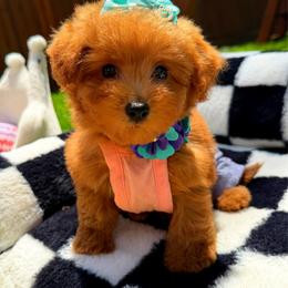 Girl 1 - Apricot female Maltipoo puppy in Sugar Land, Texas from Celebrity Maltipoos