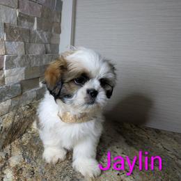 Jaylin - Black gold and white female Shih Tzu puppy in Clyde, North Carolina from Shawgo Pups