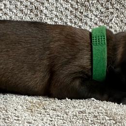 Green - Red sable female Belgian Malinois puppy in Ellerbe, North Carolina from Grand Prix Kennel