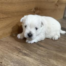 Bella - White female West Highland White Terrier puppy in Scurry, Texas from Davis Westies