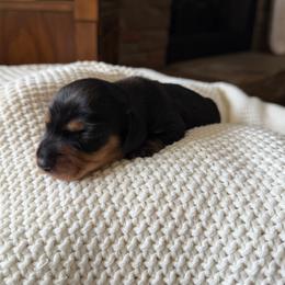 Pink girl - Black and tan female Dachshund puppy in Wray, Georgia from Cotton Hill Dachshunds