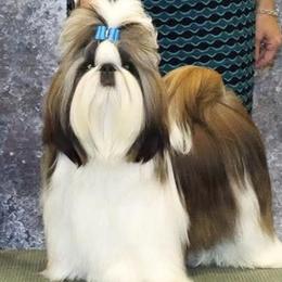 Shih Tzu puppies from Dee-Jay's Shihtzu