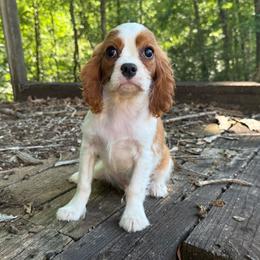 Diesel - Blenheim male Cavalier King Charles Spaniel puppy in Comer, Georgia from Stratton Spaniels