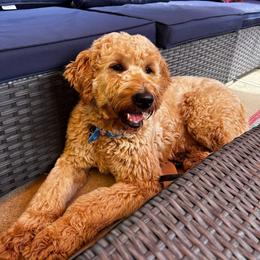 Sadie - Goldendoodle