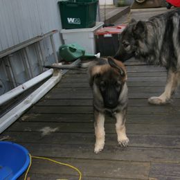 Shiloh Shepherd Puppies from Solace Shilohs