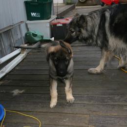 Shiloh Shepherd Puppies from Solace Shilohs