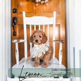 Lemon - Apricot female Goldendoodle puppy in Tacoma, Washington from Peninsula Doodles